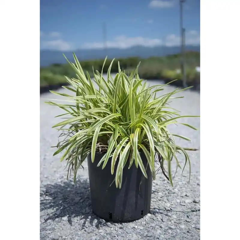 Liriope in varietà Voordeelprijs