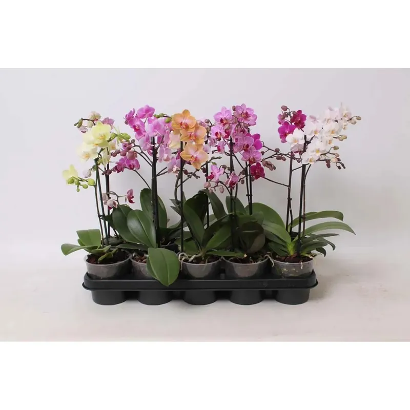 Koop Online Phalaenopsis Vaso 12 cm