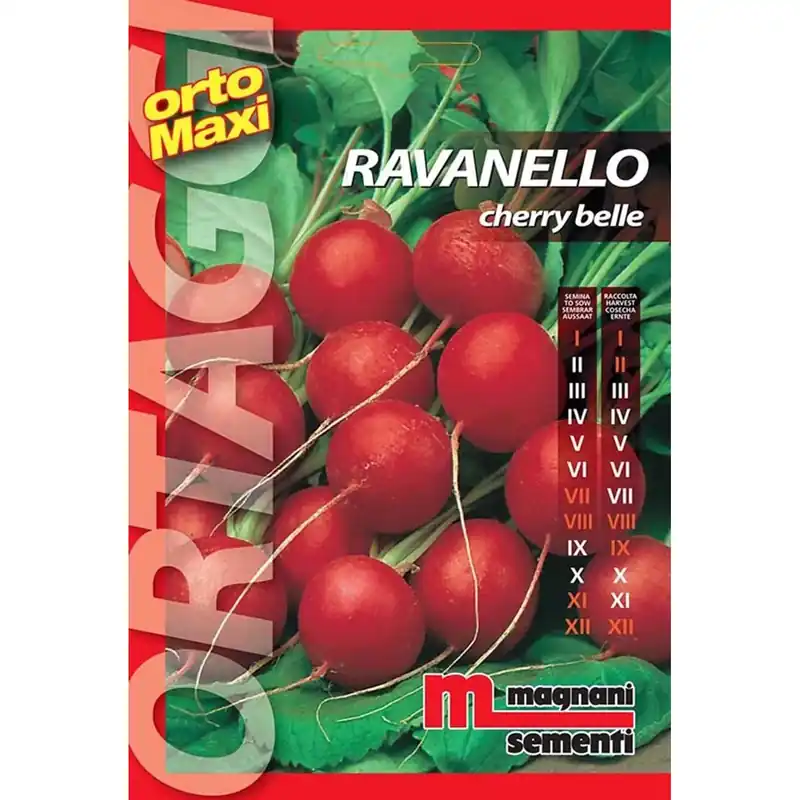 Semi orto maxi Ravanello Cherry Belle Koopje