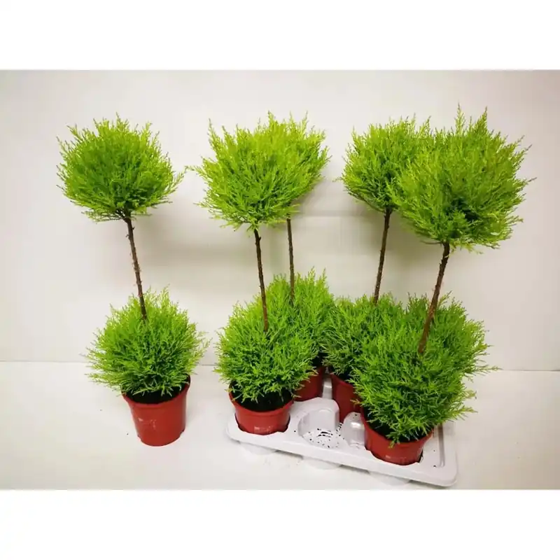 Seizoensaanbieding Cupressus Wilma piramide vaso 17 cm