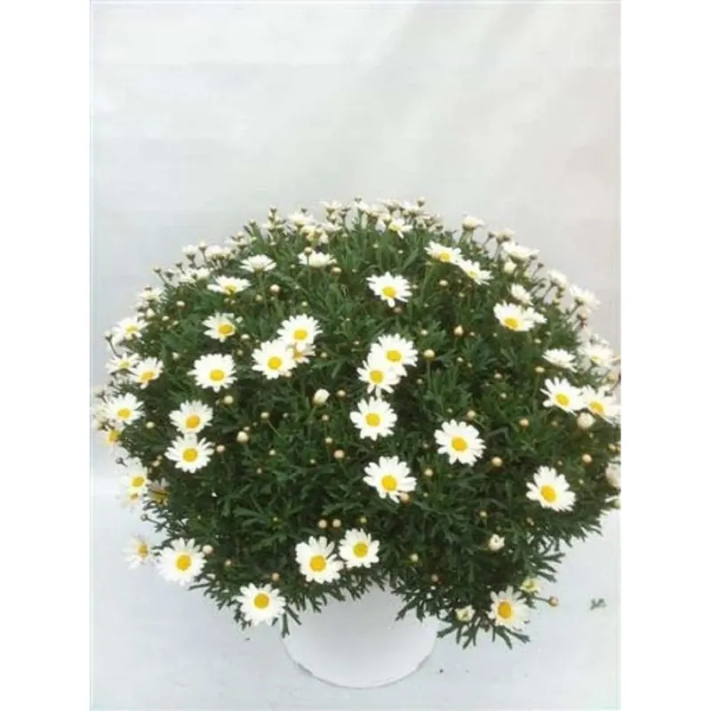 Aanbieding Margherita bianca vaso ø 18 cm