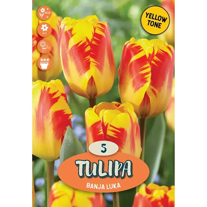 Tulipano trionfo banja luka giallo-rosso Laatste Versie