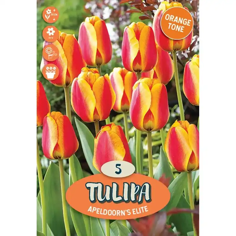 Tulipano darwin ibrido elite arancio-giallo Voordeelprijs