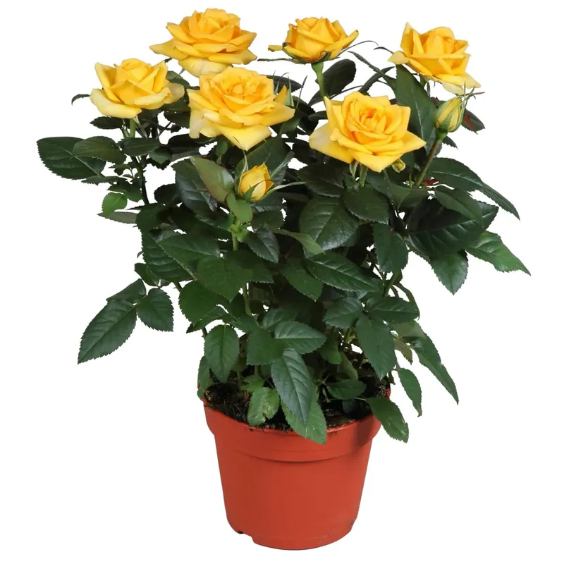 Rosa "Parade" Giallo vaso Ø ca. 10,5 cm Rosa Aanbieding