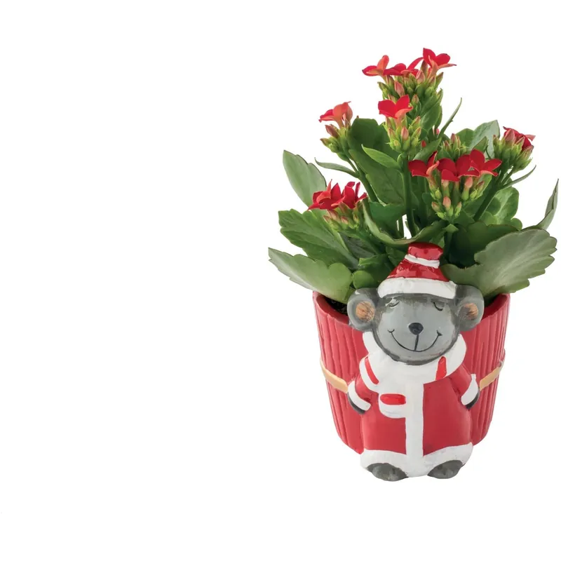 Kalanchoe con vaso decorato Goedkoop