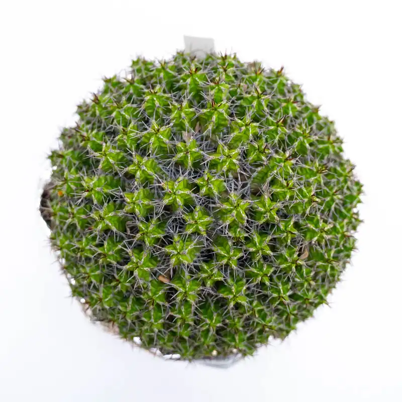 Euphorbia mitriformis con coprivaso in tessuto vaso Ø 20 cm Hete Deal