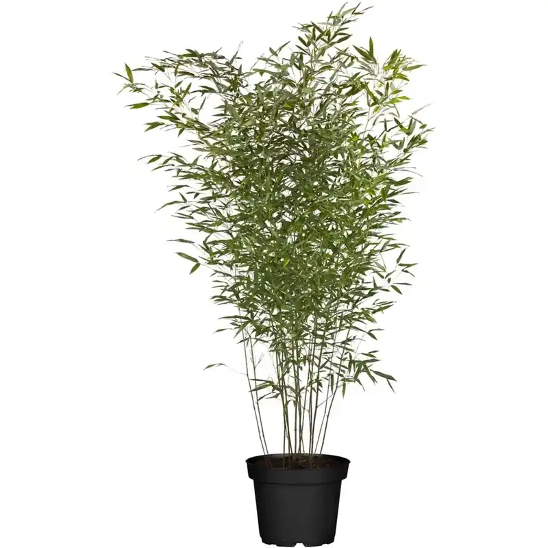 Merkproduct Phyllostachys Aurea vaso 24 cm