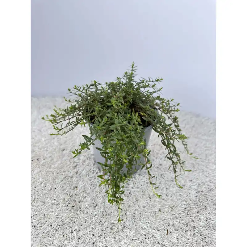 Santoreggia vaso 14 cm Lage Kosten