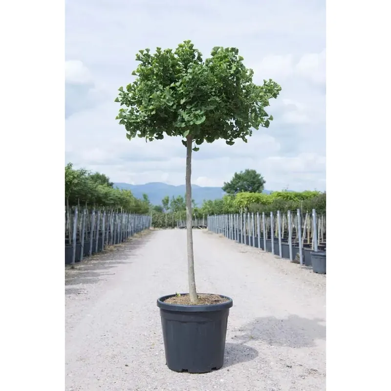 Ginkgo biloba `Mariken` Hoge Kwaliteit