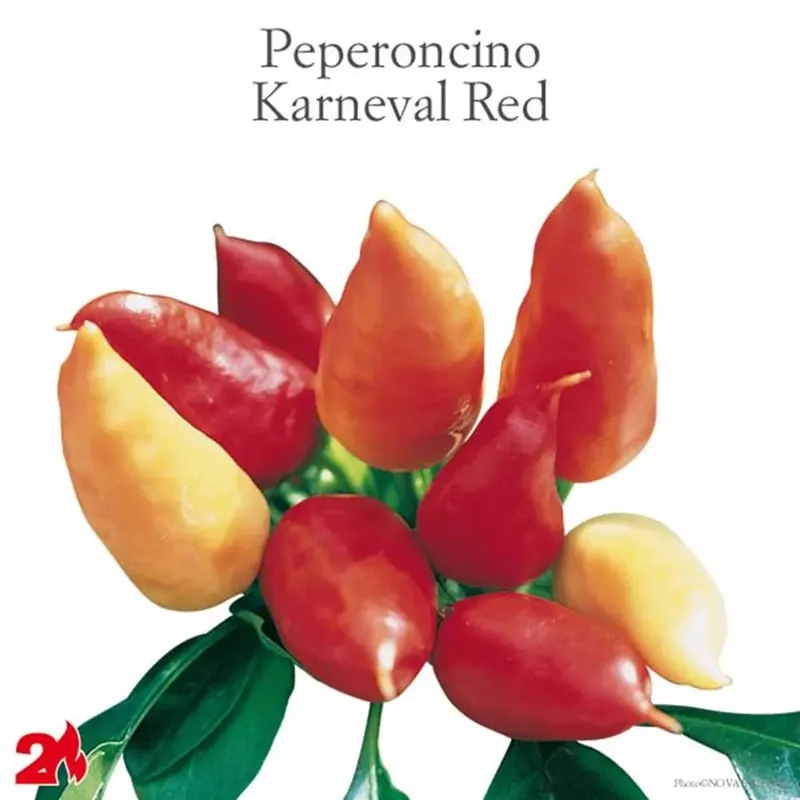 Betaalbaar Peperoncino piccante Karneval red vaso 14 cm