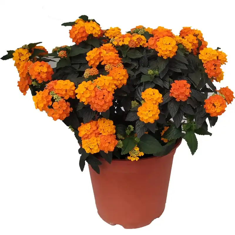 Lantana vaso Ø cm 19 Must-Have