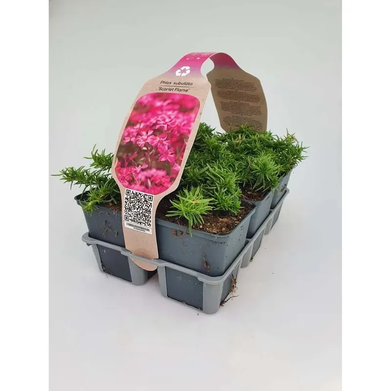 Phlox Scarlet Flame vaso 9 cm Seizoensaanbieding