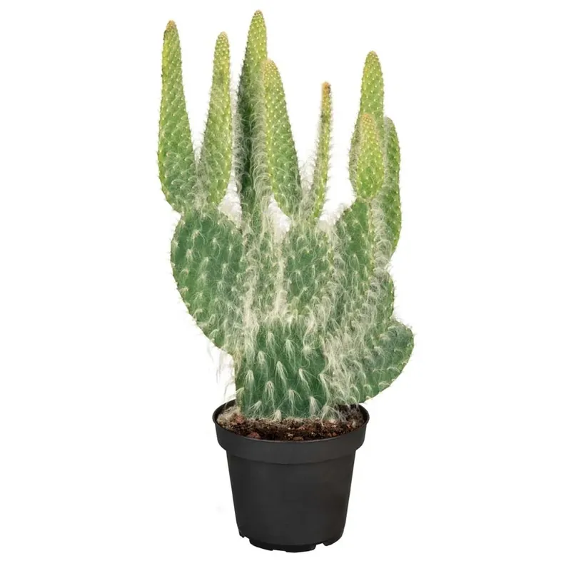 Beperkt Aanbod Opuntia vulgaris vaso 17 cm