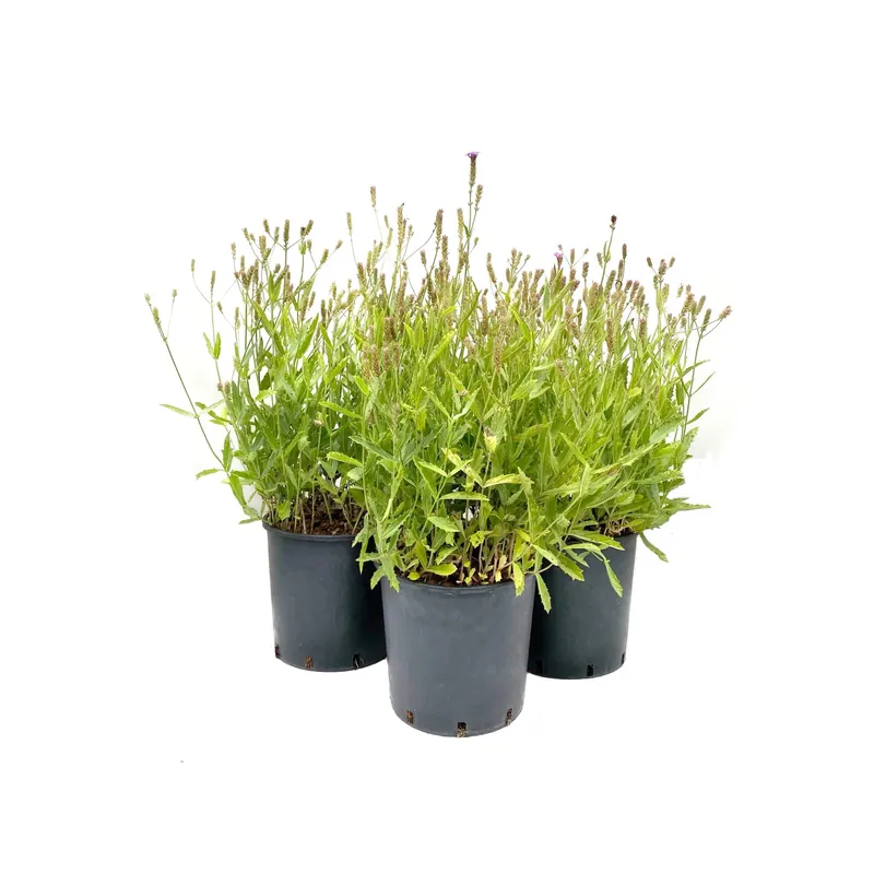 Verbena bonariensis clt. 10 Lage Prijs