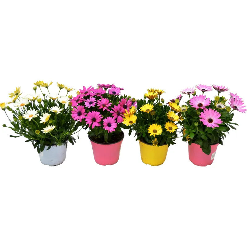 Dimorfoteca in vaso Ø 14 cm Exclusieve Aanbieding