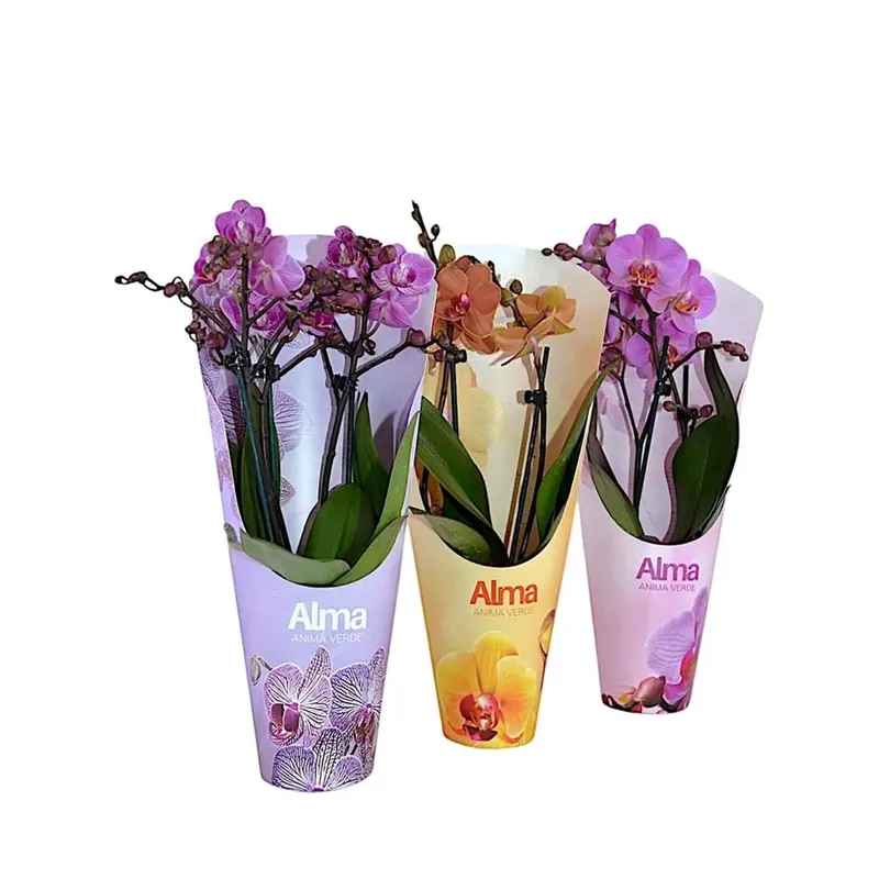 Must-Have Orchidea vaso 9 cm c/pot cover
