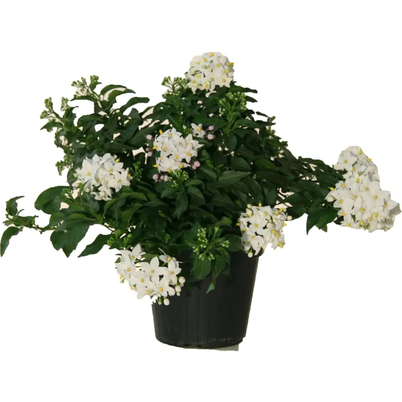 Solanum Jasminoides vaso Ø cm 18 Laatste Kans