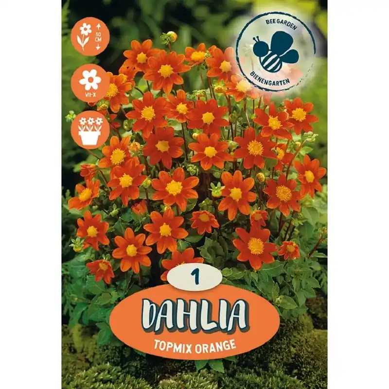 Dalia "Topmix Orange" Gereduceerde Prijs
