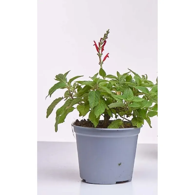 Salvia ananas vaso Ø 14 cm Beperkt Aanbod