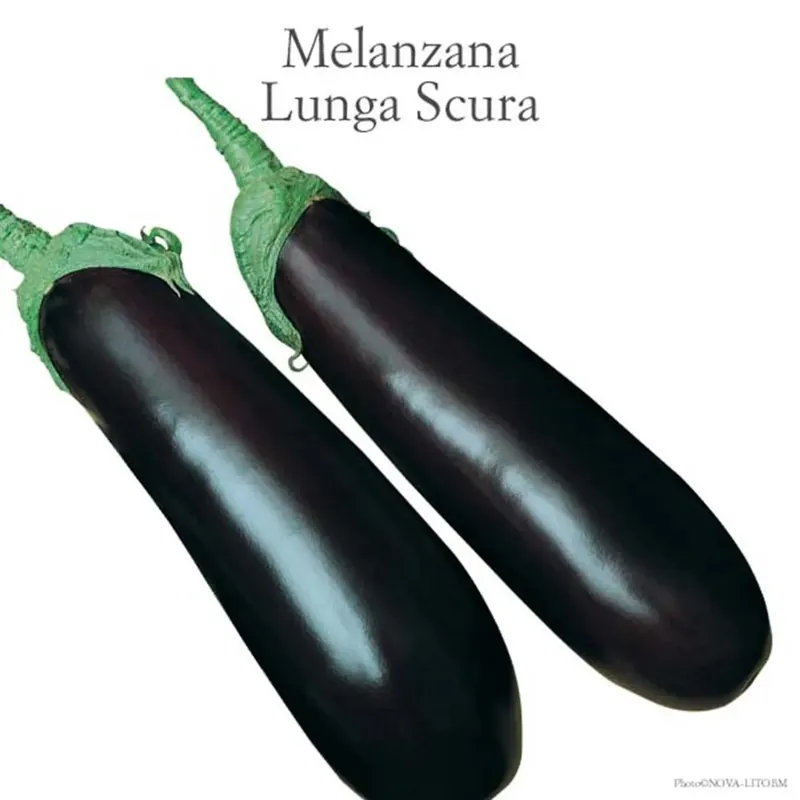 Hoge Kwaliteit Melanzana lunga Nite Lady vaso 10 cm