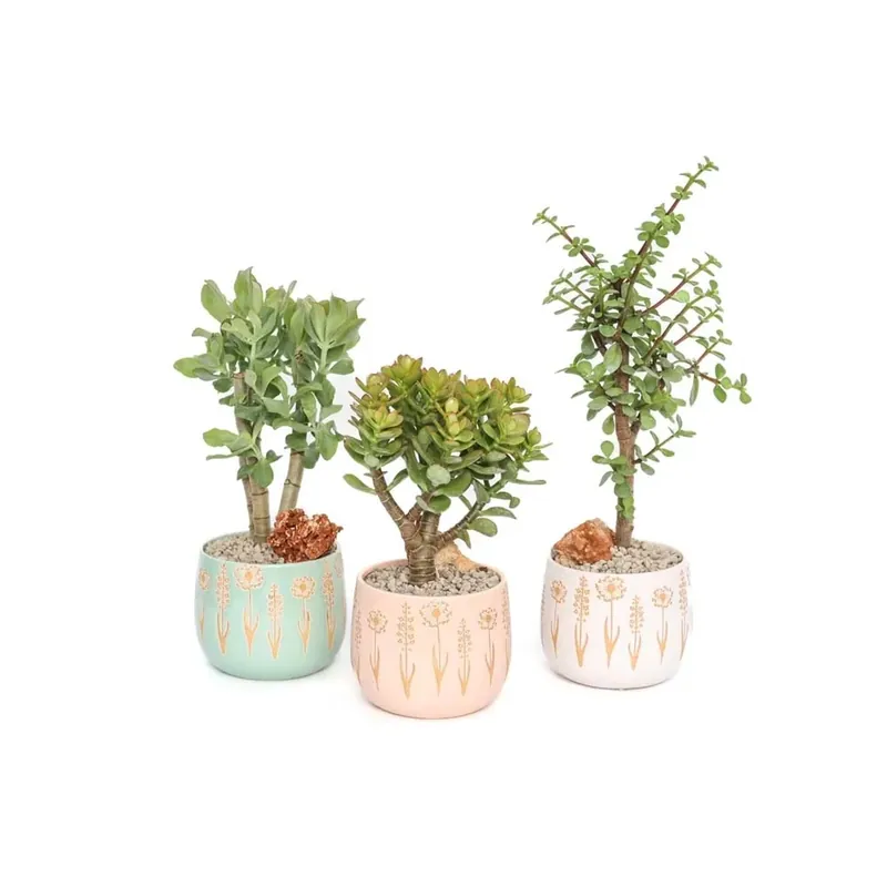 Hete Deal Alberello Pianta grassa Bonsai vaso