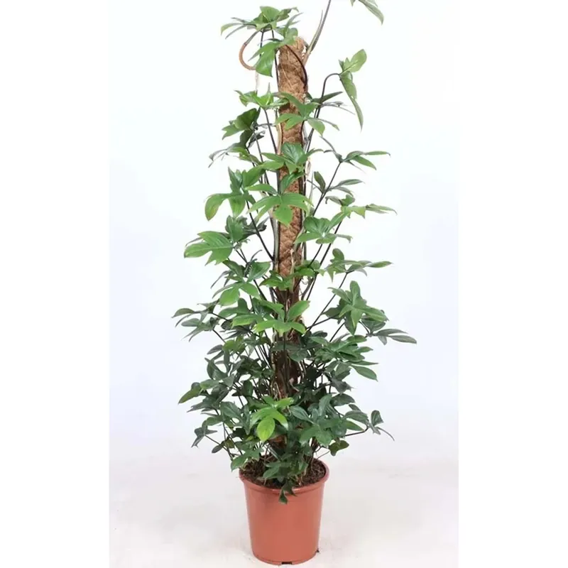 Hoge Kwaliteit Philodendron Pedantu Vaso 27 cm