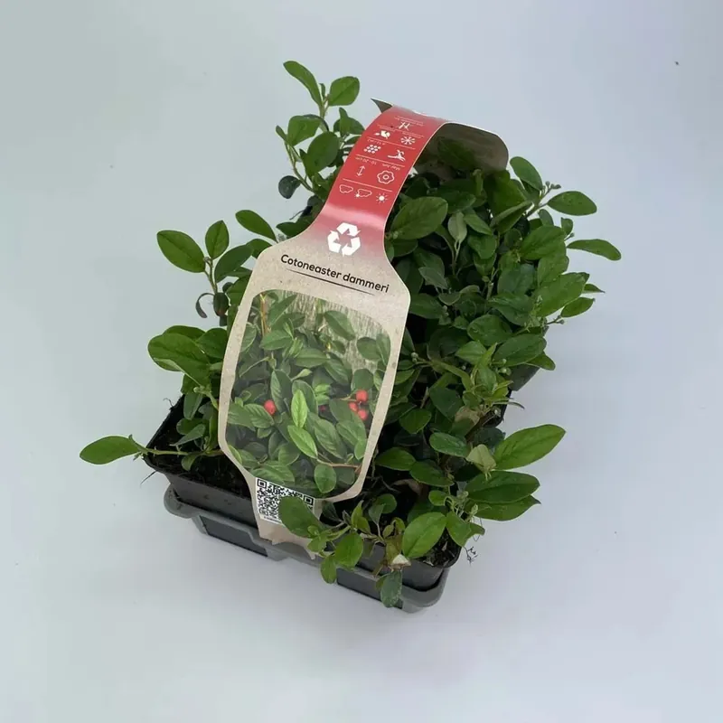 Cotoneaster R Dammeri Miranda vaso 9 cm Speciale Aanbieding