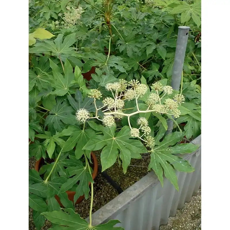 Finale Uitverkoop Fatsia japonica