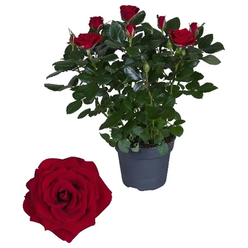 Koopje Rosa fiore grande Rosso vaso 13 cm