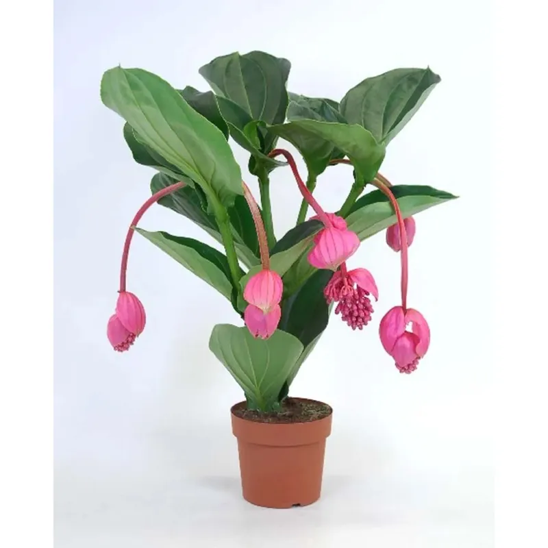 Koopje Medinilla Magnifica Flamenco vaso 17 cm