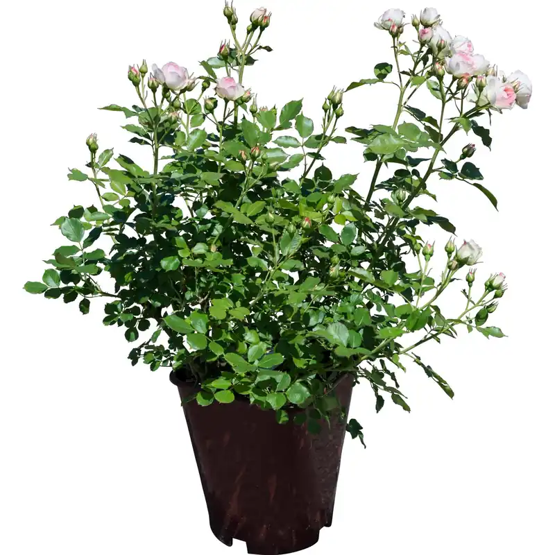 Rosa a cespuglio di diversi colori Premium