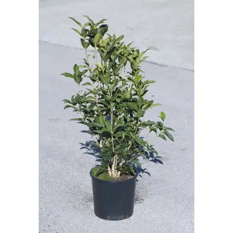 Korting Osmanthus fragrans