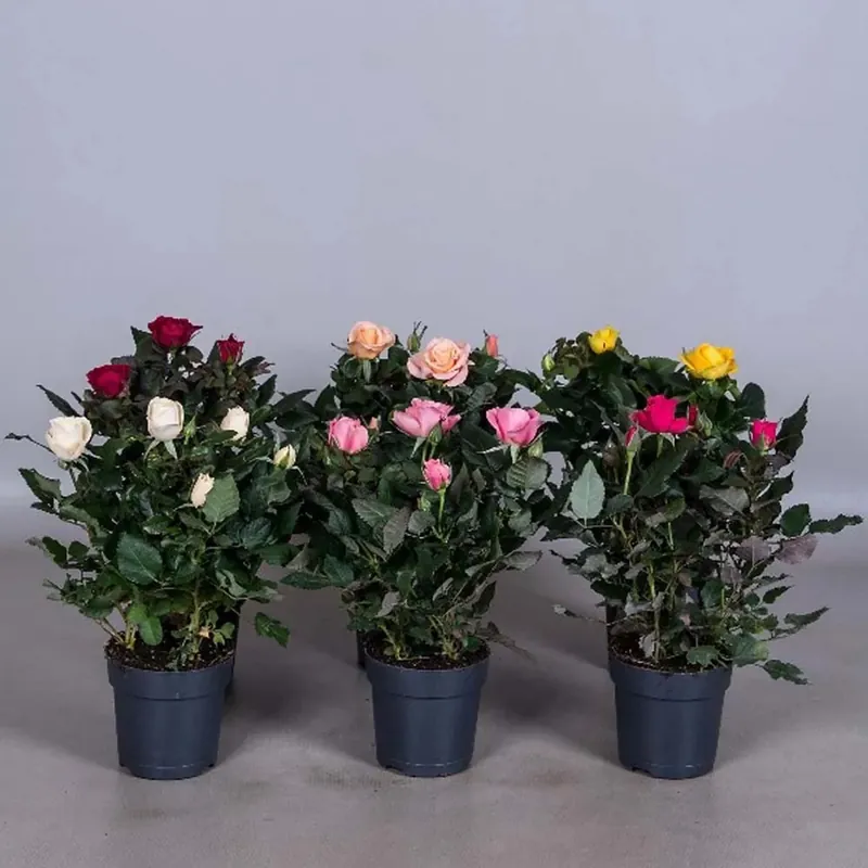 Rosa fiore grande mix vaso 10,5 cm Gereduceerde Prijs