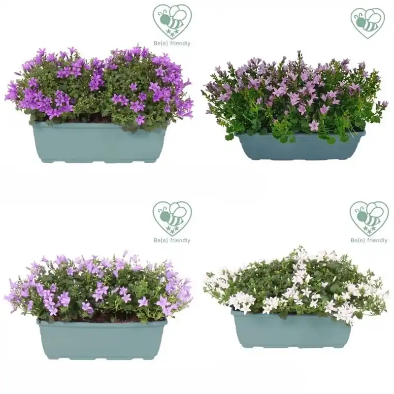 Bestseller Campanula Addenda vaso 27 cm