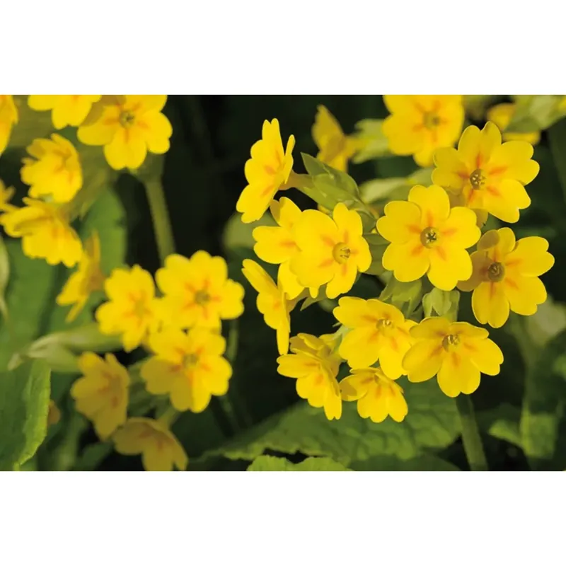 Seizoensaanbieding Primula veris vaso Ø 10 cm