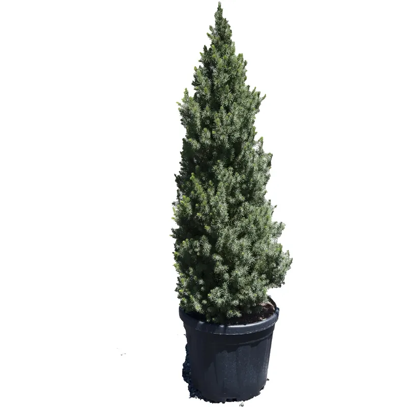 Picea glauca Conica h 100 cm Tijdelijk Beschikbaar
