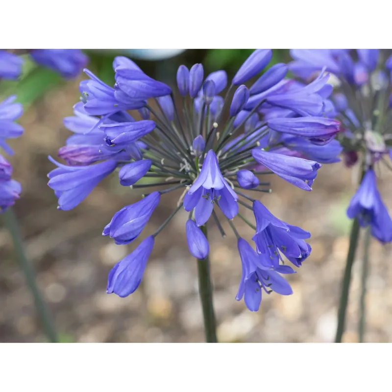 Betrouwbaar Agapanthus "Ever Sapphire"