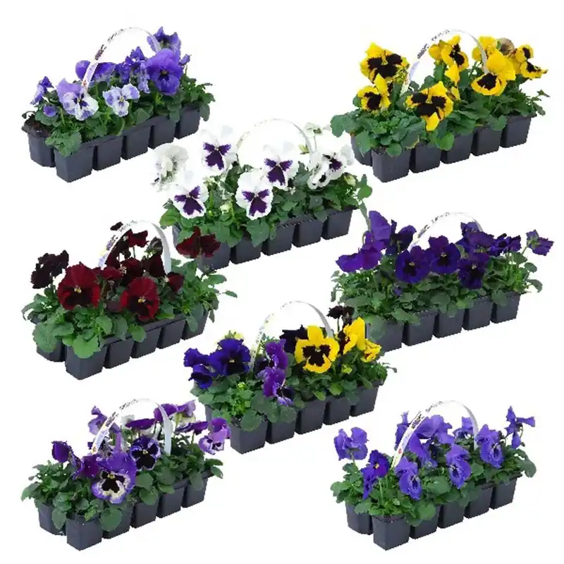 Viola F1 vaschetta 10 vaso 1 cm Gratis Retour
