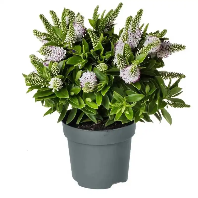 Hebe Addenda Petita mix vaso 13 cm Betrouwbaar