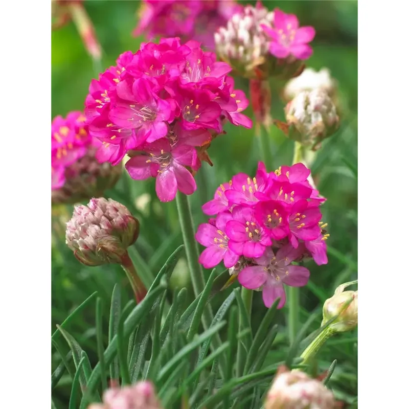 Shop Nu Armeria maritima rosa vaso Ø 13 cm