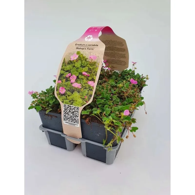 Erodium Bishop Forma vaso 9 cm Uitverkoop