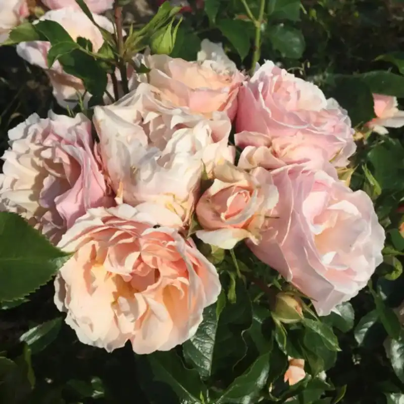 Nieuw Rosai "Jardin des Tuileries" cespuglio LV6