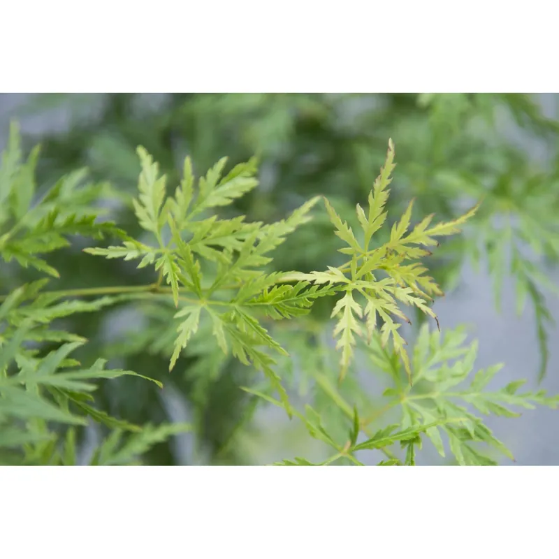 Acero palmato dissectum Seiryu ramificato h 100/125 cm Aanbieding