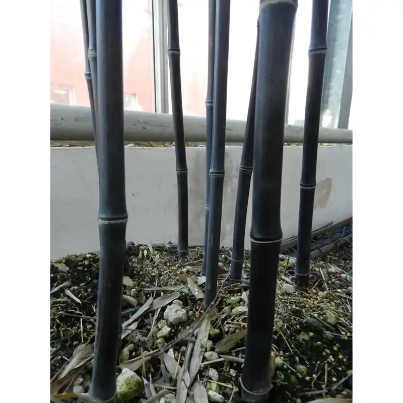 Gereduceerde Prijs Phyllostachys nigra