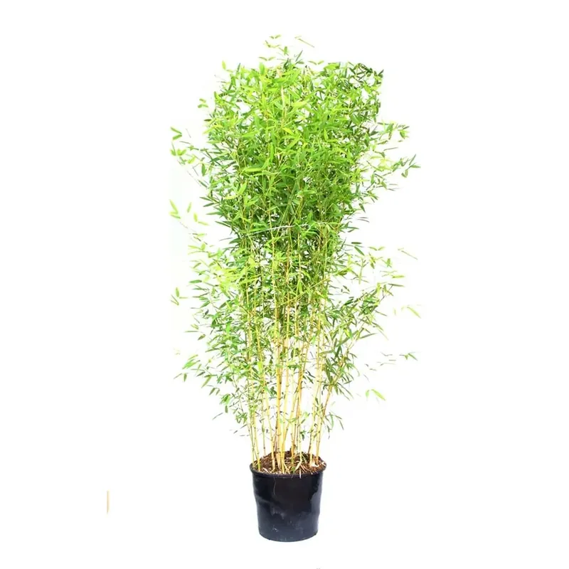 Gereduceerde Prijs Bambusa aureosulcata Spectabilis Ø vaso 30 cm H 700 cm