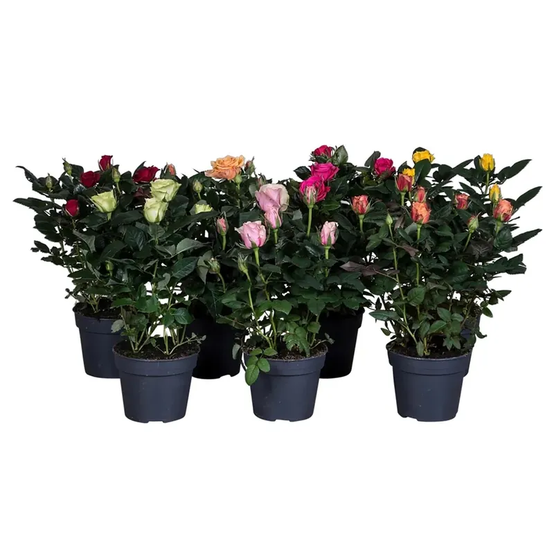 Seizoensaanbieding Rosa a fiore grande colori assortiti vaso 13 cm