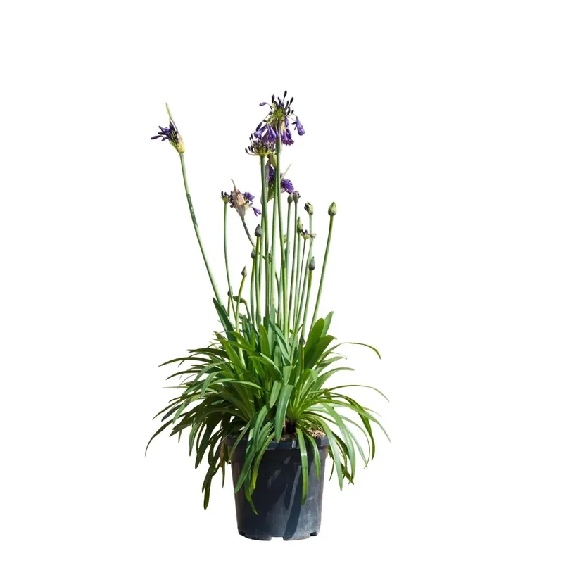 Agapanto Poppin viola H 35 cm Direct Verzonden