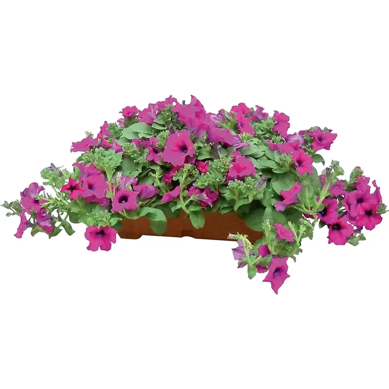 Surfinia vaschetta 40 cm Lage Prijs