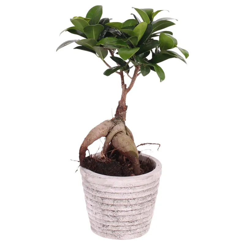 Uitverkoop Bonsai Ficus Ginseng in vaso di cemento Ø ca. 11 cm