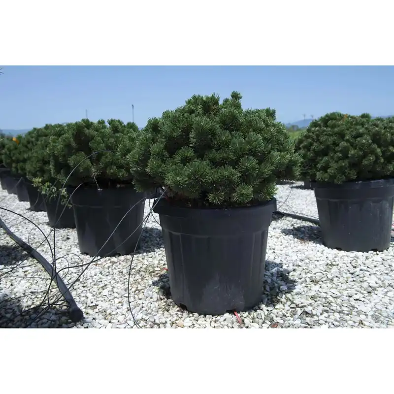 Pinus mugo `Sherwood Compact` Veilige Betaling